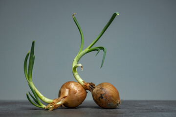 Two onions resting on each other with leek growing against a modern contemporary kitchen gray studio backdrop. Studio agrarian vegetable and food industry still life.