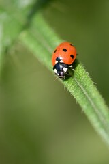 Fototapeta premium ladybird on a leaf