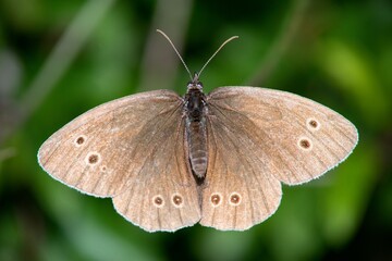 Butterfly sitting on a flower on a summer meadow.