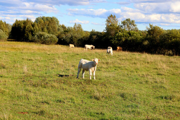 Obraz na płótnie Canvas Cows in a farm field graze