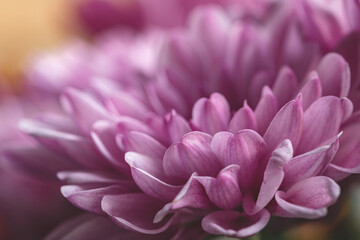 Chrysanthemum flower as a background close up. Purple Chrysanthemum in autumn. Chrysanthemum wallpaper. Floral background. Selective focus