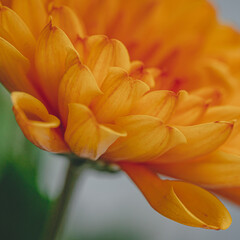Obraz premium great macro picture of orange chrysanthemum on a blurry background close-up