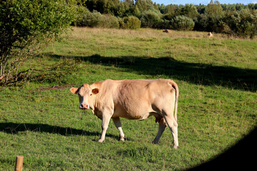 Cows in a farm field graze