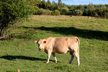 Cows in a farm field graze