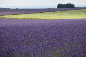 Fototapeta na wymiar Lavender field in Valensole