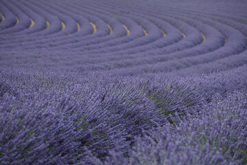 Fototapeta na wymiar Lavender field in Valensole