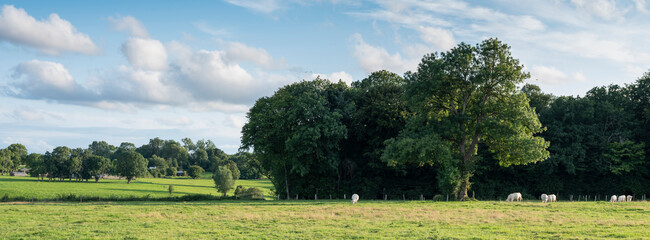 cows and trees near meadow with cows in french natural park boucles de la seine between rouen and le havre in france - obrazy, fototapety, plakaty