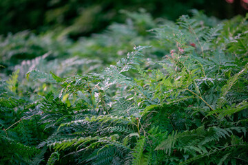 fern in the forest - bracken (Pteridium aquilinum
)