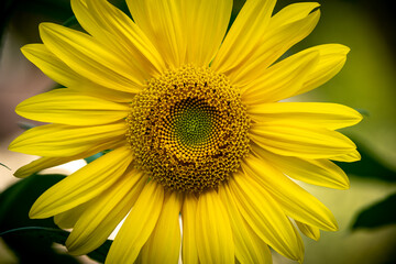 Obraz premium Sonnenblumen - Pflanzen