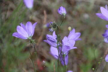 Wild Blue Flowers, Jasper National Park, Alberta