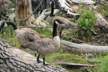 Goose On The Log, Jasper National Park, Alberta
