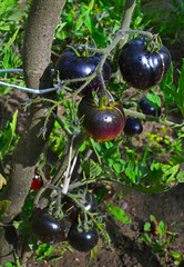 Selection black tomatoes ripened in the backyard