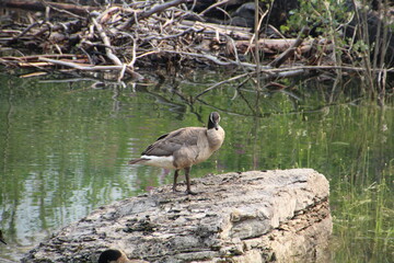 Goose On The Rock, Jasper National Park, Alberta