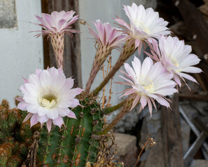 Blooming hedgehog cactus. White flowers of Echinopsis also known as Sea-urchin or Easter lily...