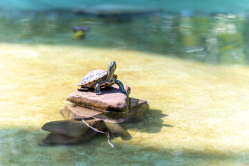 A turtle on a stone in a decorative pond with its head raised in our direction