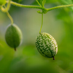 two cucamelons on the vine in the garden © Jay