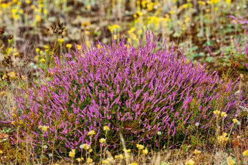 Heidekraut - Lüneburger Heide - Heide