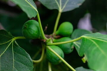 Green fig fruits on the branch close up. Fig tree with unripe fruits