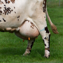 closeup of udder under spotted cow in green grassy meadow