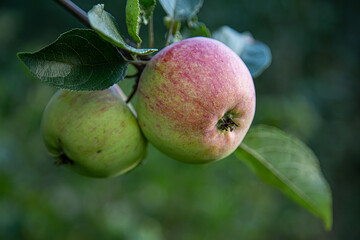 apples on tree