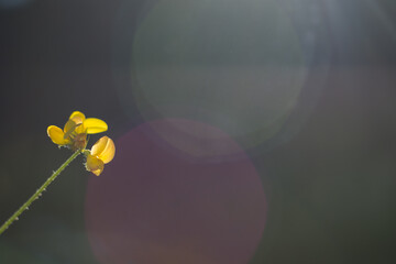 Focus shot of a single Bulbous buttercup flower with free space for text