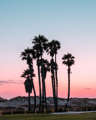 Fototapeta na wymiar palm trees during sunset