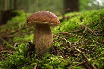 Wild Boletus Mushroom growing on lush green moss