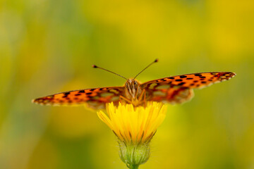 red butterfly on yellow flower, Issoria lathonia