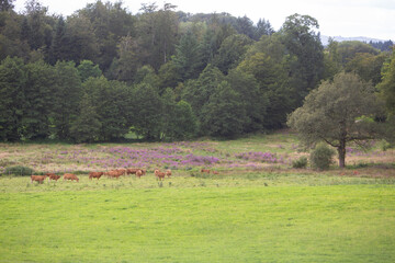 group of limousin cows in france near heather and forest