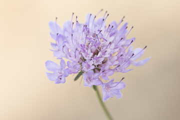 Scabiosa species pincushion flowers purple pink clustered flower plant with wax or plastic like edged fruits on defocused earth brown background