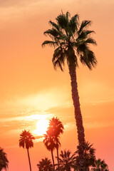 palm trees at orange sunset