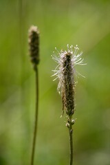 Medicinal plant Plantago on green background.	