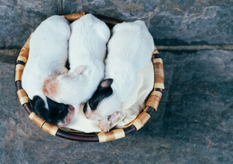 Three small English Setter puppies in a wooden basket. Copy space.