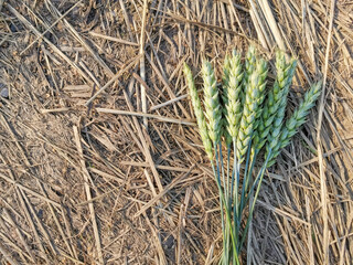 a bouquet of green ears of wheat on the background of the earth