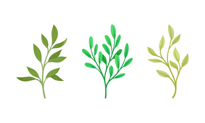 Green forest, garden or meadow plants set vector illustration