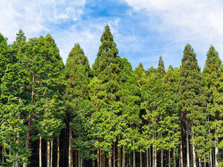 Green forest environment as climate change conservation