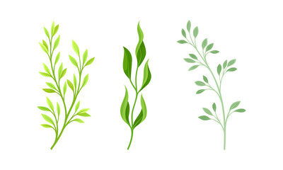 Green plants, grasses and herbs set vector illustration
