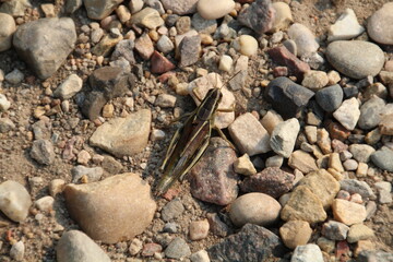 Grasshopper On The Ground, Pylypow Wetlands, Edmonton, Alberta