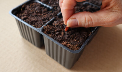 planting seeds in the ground with hands close-up
