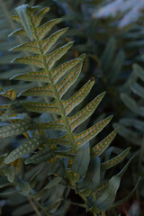 Roślinne detale © Lukasz