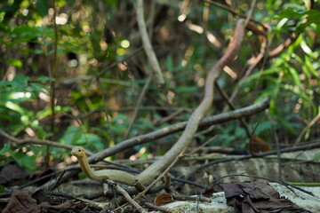 Petit serpent (vipère) vert camouflé au milieu des branches dans la jungle