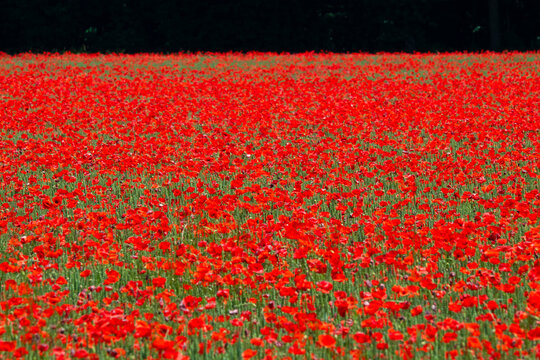 champde de coquelicots