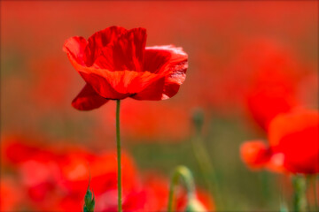 le coquelicot