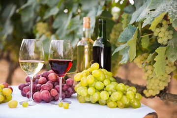 Fototapeta na wymiar glasses of red and white wine and ripe grapes on table in vineyard