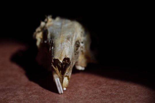 The bony skull of a rat lies in front of a dark background as a close-up and is photographed from the front