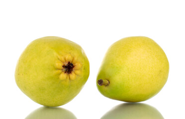 Two bright yellow juicy pears, close-up, isolated on white.