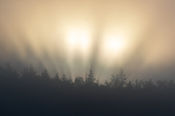 Naklejka premium Morning sun illuminating a tree line with mist in the air. Cascade of light streaming through branches. Shot in Sweden, Scandinavia