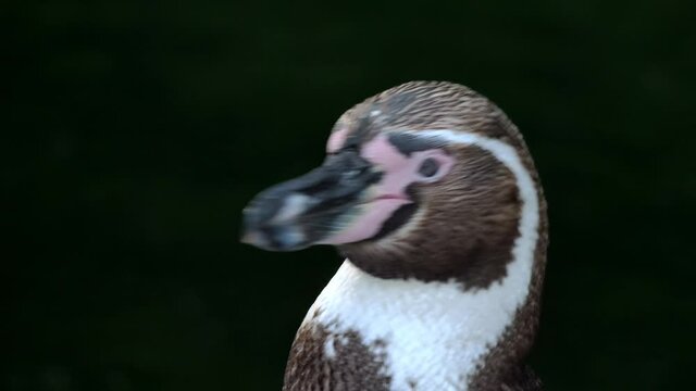 portrait von einem humboldt pinguin, spheniscus humboldti, vor dunklem hintergrund