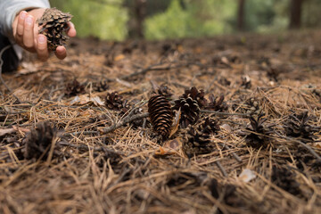 child gathered dry pine cones in forest, nature study for kids