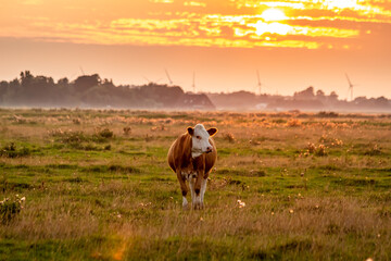 Kühe und eine Kuhherde im Sonnenuntergang mit einem leichtem Nebel am Horizont